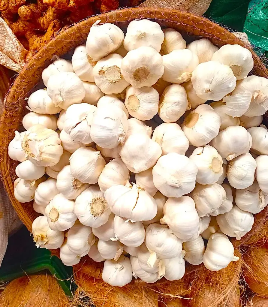 Garlic